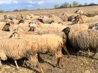 Sheep, Sheep — photo 3