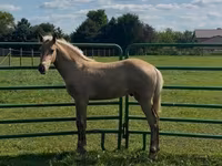 Hengst, Rocky Mountain Horse — Foto 8
