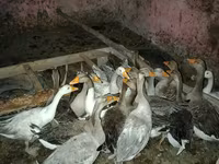 Geese — photo 1