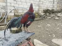 Chickens — Foto 7