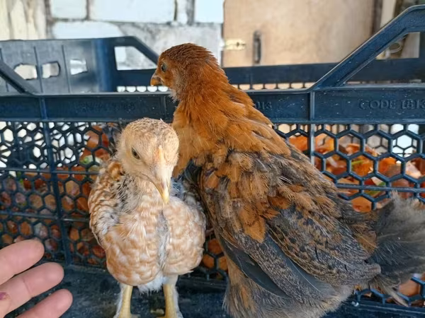Chickens — Azerbaijan