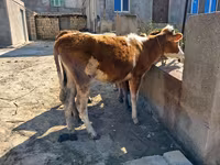 母牛, Red-spotted breed — 照片 6
