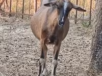 Koza, Alpine goat — foto 2