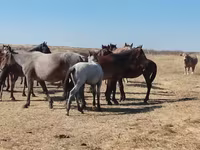 At, Mugalzhar horse — foto 5
