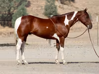 At, American paint horse — foto 8
