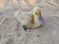 Ducks — photo 1