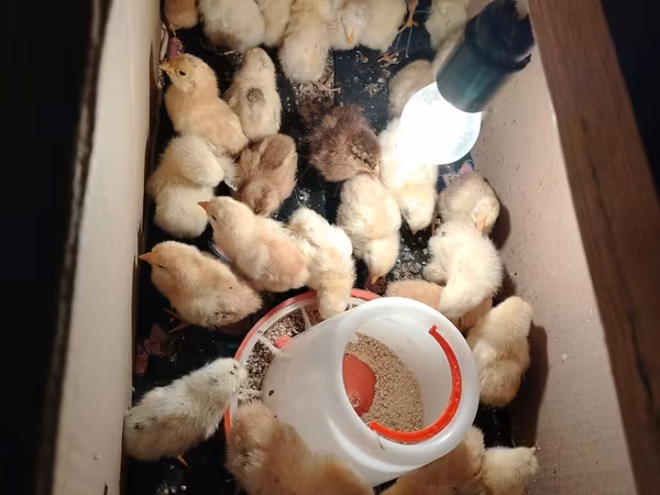 Chickens — Azerbaijan