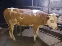 Cow, Simmental cattle — photo 5