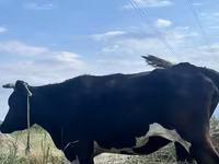 Kuh, Russian Black pied cattle — Foto 1