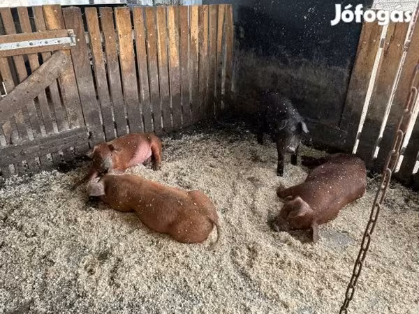 Knur, Мангалица