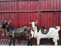 Bode, Kamori goats — foto 2