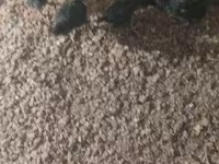 Chickens — photo 3