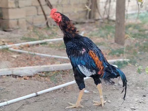 Chickens — Azerbaijan