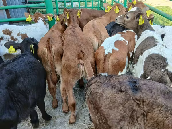 Cow, Limousin cow