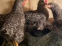 Slovenian Barred Hen — photo 1