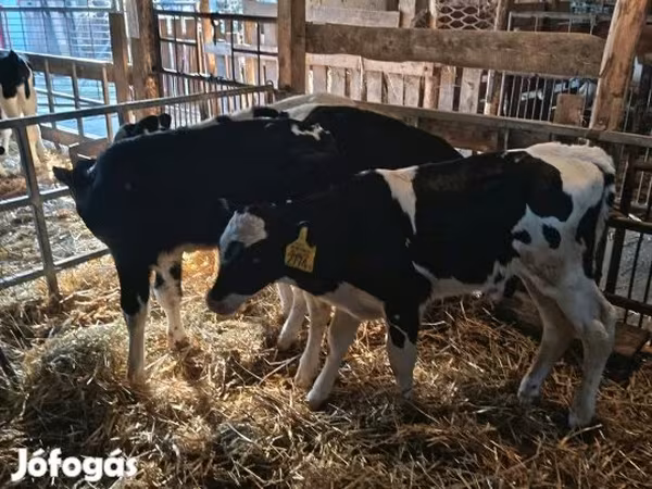 Býk, Russian Black pied cattle