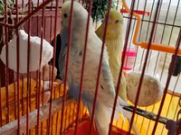 Papuqaylar _ (boz-mavi və açıq sarı rəngli cüt) - Komplekt: metal — Foto 1