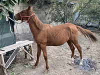 At, Chilean horse — foto 1