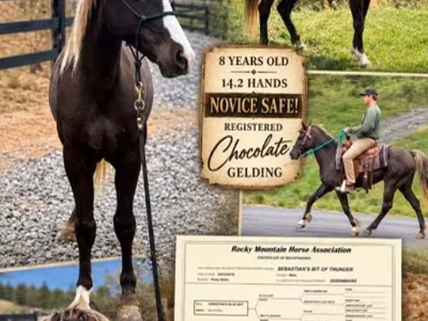 घोड़ा, Rocky Mountain Horse