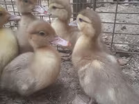 Ducks — 照片 7