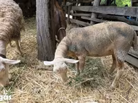 Ovce, Luzein sheep — foto 1