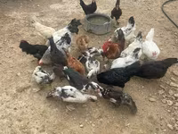 Chickens — photo 1