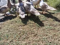 Ducks — photo 2