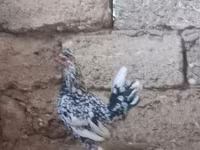 Chickens — photo 1
