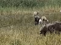 Sheep, Romanov sheep — photo 2