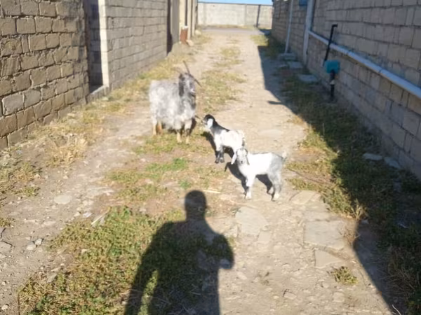 Goat, Goats
