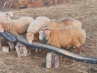 Qoyunlar (partiya, cinsi göstərilməyib), Qoyunlar — foto 4