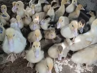 Ducks — photo 3