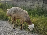 Ram, Sheep — photo 3