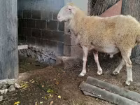 Ram, Assaf sheep — photo 4
