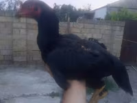 Chickens — photo 5