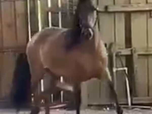 Kobyła, Paso Fino