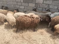 Qoyunlar (partiya, cinsi göstərilməyib), Qoyunlar — foto 8