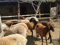 Sheep, Sheep — photo 2