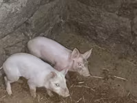 Säue, Schweine — Foto 4