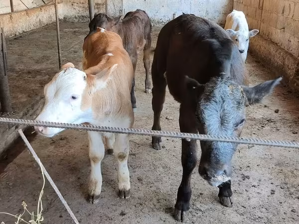 Vaca, Azul Belga