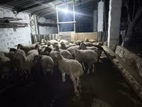 Qoç, Qoyunlar — foto 4