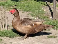 Ducks — photo 2