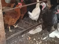 Chickens — الصورة 2
