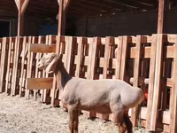 Ram, Rhon sheep — photo 2