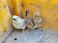 Silkie — photo 3