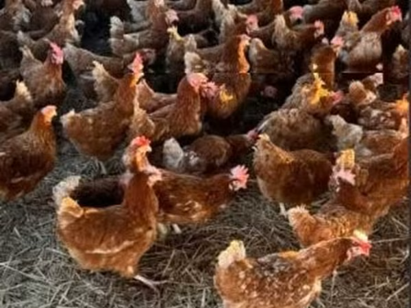 Chickens
