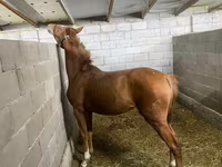 Mare, Anglo-Arabian — photo 6