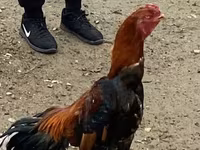 Shamo chickens — photo 4