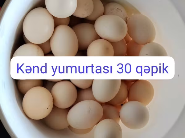 Chickens — Azərbaycan