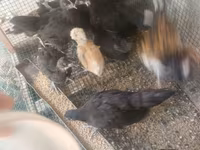 Australorp — photo 3